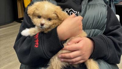 僕がペットショップでポメプーを即決購入した日の話