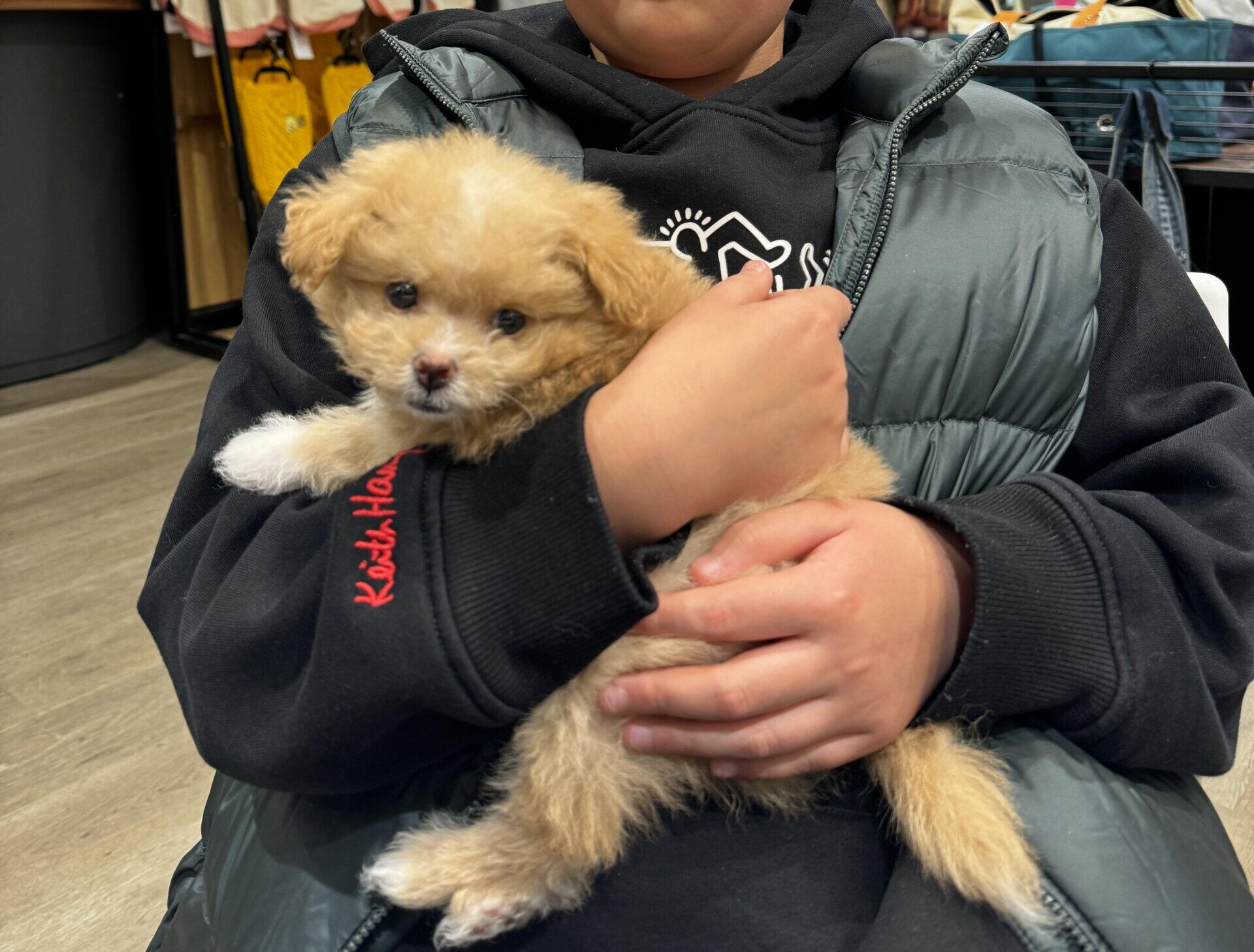 僕がペットショップでポメプーを即決購入した日の話