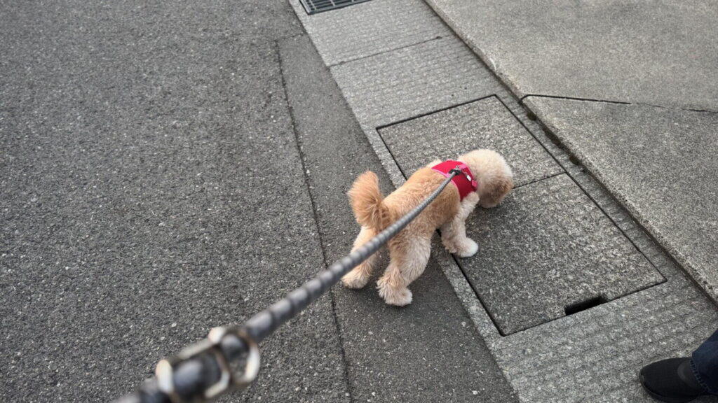 犬の散歩で気をつけたい3つのこと