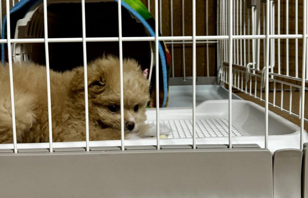 ポメプーの成犬の性格は子犬の頃と変わる？