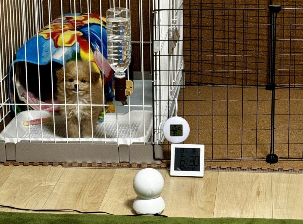 生体価格だけじゃない!ポメプーの初期費用の実態