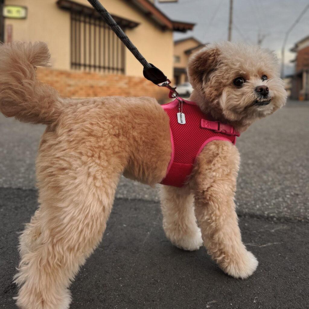 1歳〜2歳（成犬として安定）