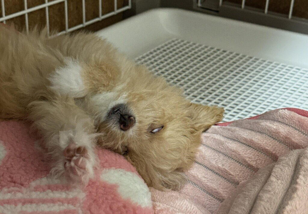 犬は車酔いする?酔わない子でも油断できない理由
