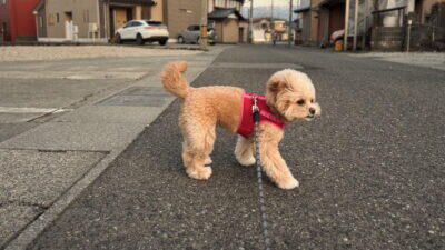 ポメプーの大きさはどのくらい？5kgに成長した飼い主のリアル体験記