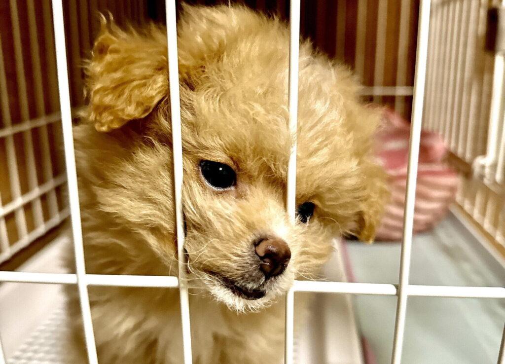 ポメプーの成犬の性格は子犬の頃と変わる？