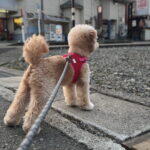 ポメプーの成犬はどうなる？1kg→5kgに成長した飼い主が本音で語る