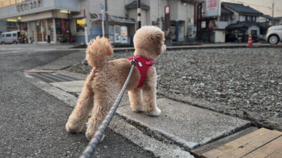 ポメプーの成犬はどうなる？1kg→5kgに成長した飼い主が本音で語る