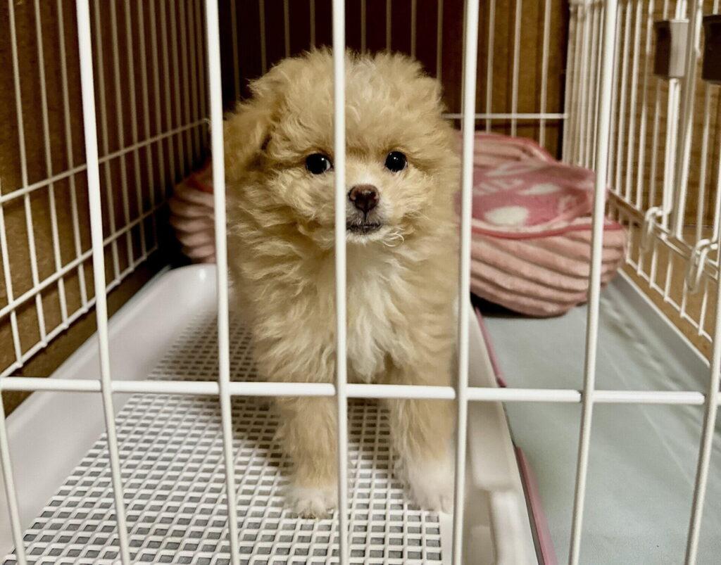 生後3ヶ月→6ヶ月:急成長で毛色・毛質が変わり始める