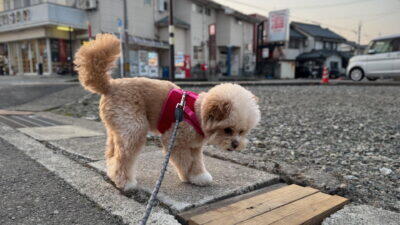 犬の毛玉でトリミング追加料金!毎日ブラッシングしても毛玉ができた体験談と対策