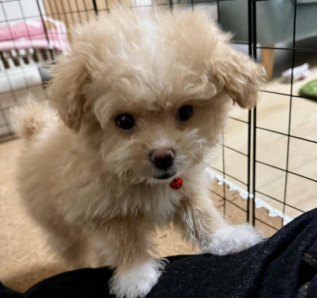 ペットショップ時代(生後3ヶ月)— 白っぽいアプリコット