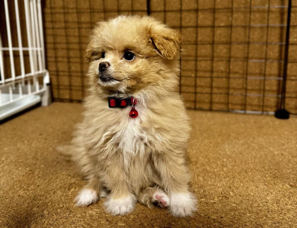 ポメプーは成犬になると可愛くない？飼い主が本音で答えます