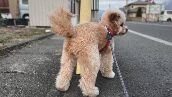 犬の散歩は1日何分？小型犬〜大型犬の目安と「毎日行けない」飼い主の工夫
