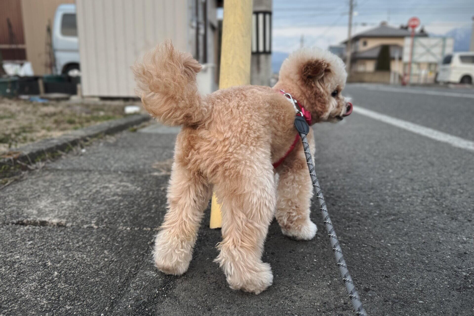 犬の散歩は1日何分？小型犬〜大型犬の目安と「毎日行けない」飼い主の工夫