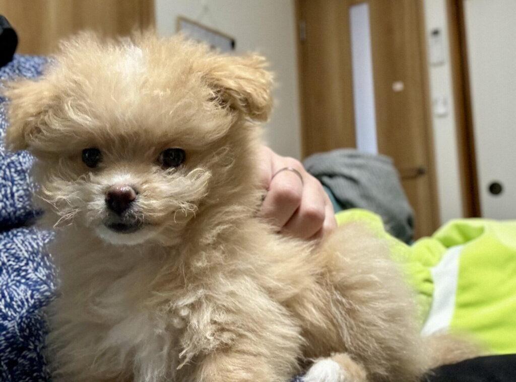 3ヶ月〜6ヶ月（急成長期）