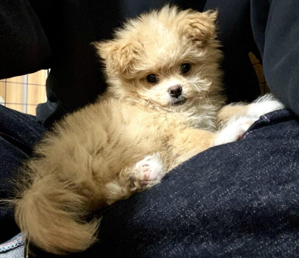 ポメプーの毛色は全部で何種類?代表的な6色を紹介