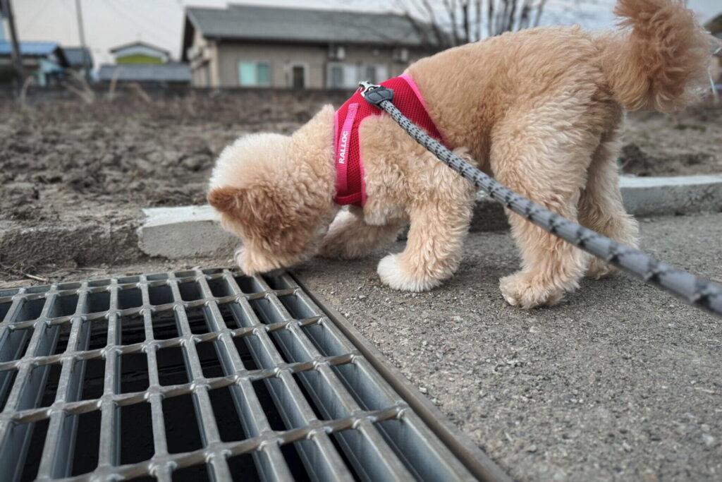 ポメプーの成犬はどんな姿？子犬からの変化をまとめると