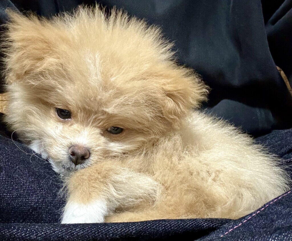 ポメプーのトイプードル寄り・ポメラニアン寄りとは?