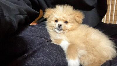 ポメプーがポメラニアン寄りだとどうなる?見た目・抜け毛・吠え癖のリアル