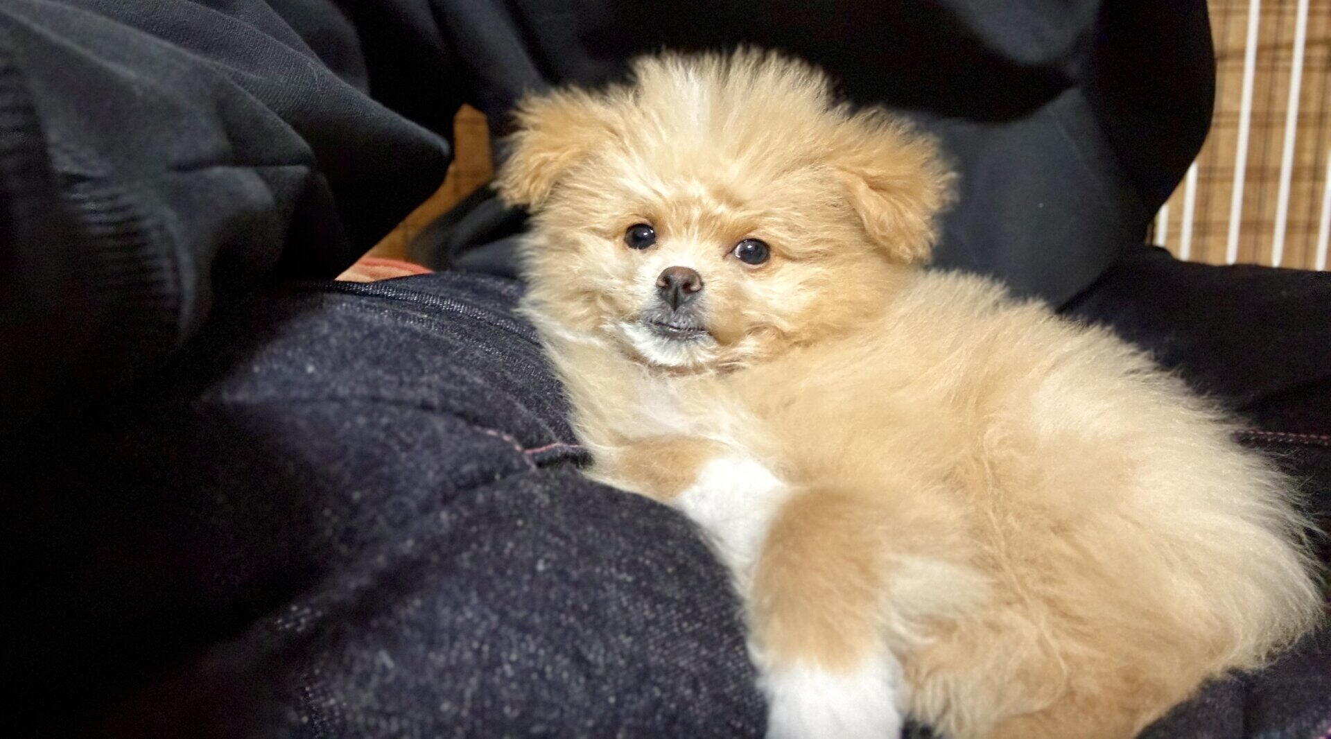 ポメプーがポメラニアン寄りだとどうなる？見た目・抜け毛・吠え癖のリアル