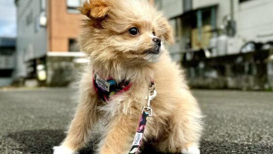 ポメプーの毛色は何種類？飼い主が実感した成長による変化も紹介