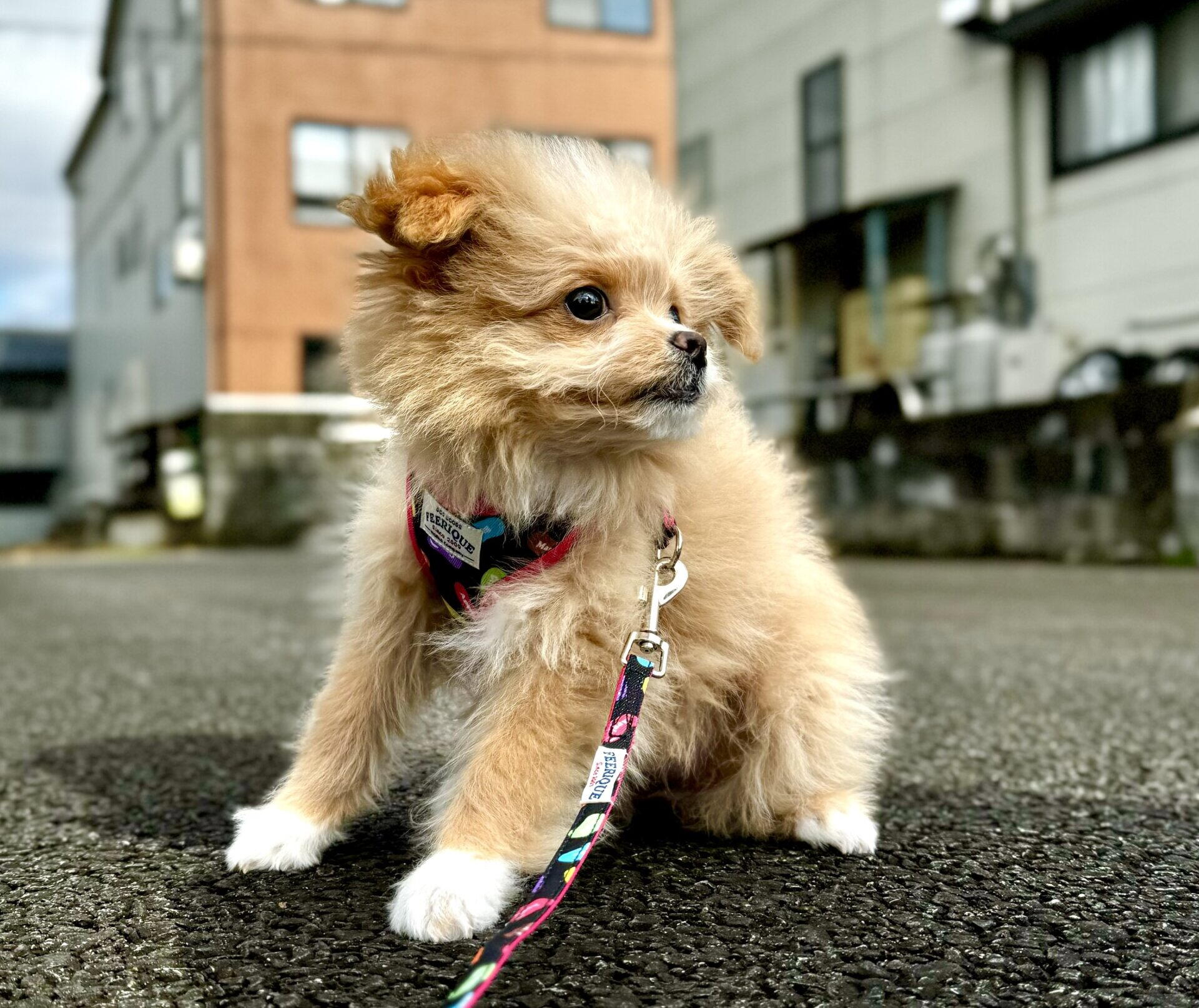 ポメプーの毛色は何種類？飼い主が実感した成長による変化も紹介