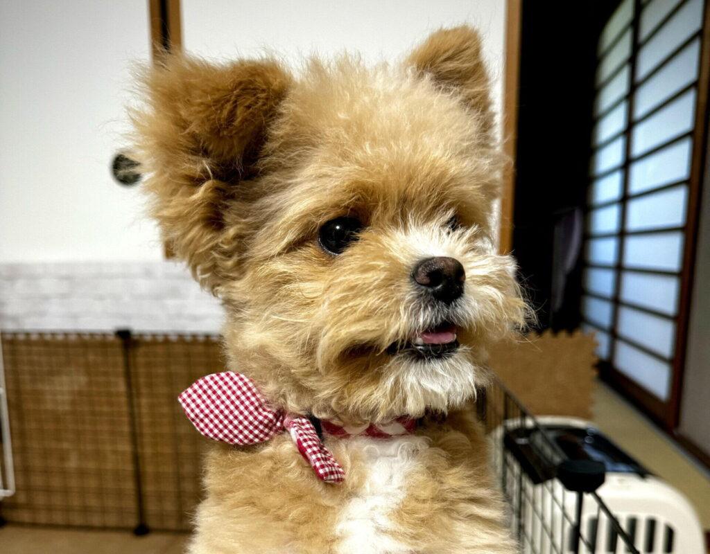 6ヶ月〜1歳（成犬に近づく）