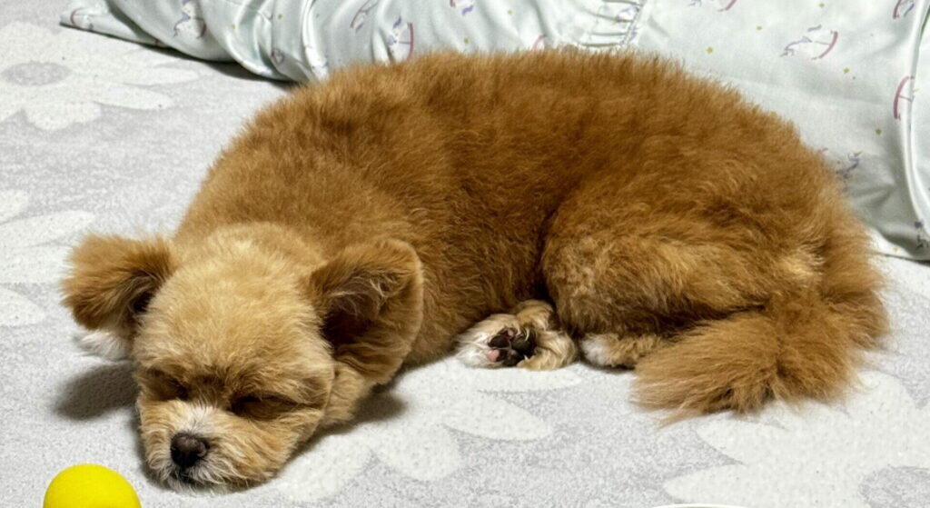 大きさが気になったら動物病院で相談しよう