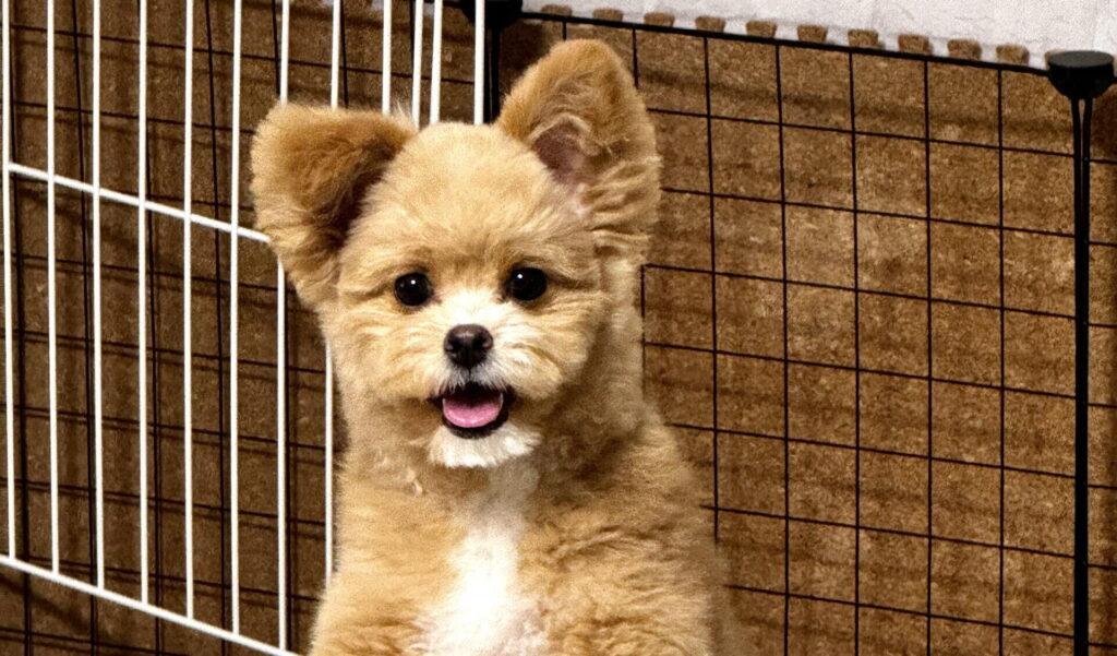 1軒目:バリカンでガッツリ、とんがり頭に