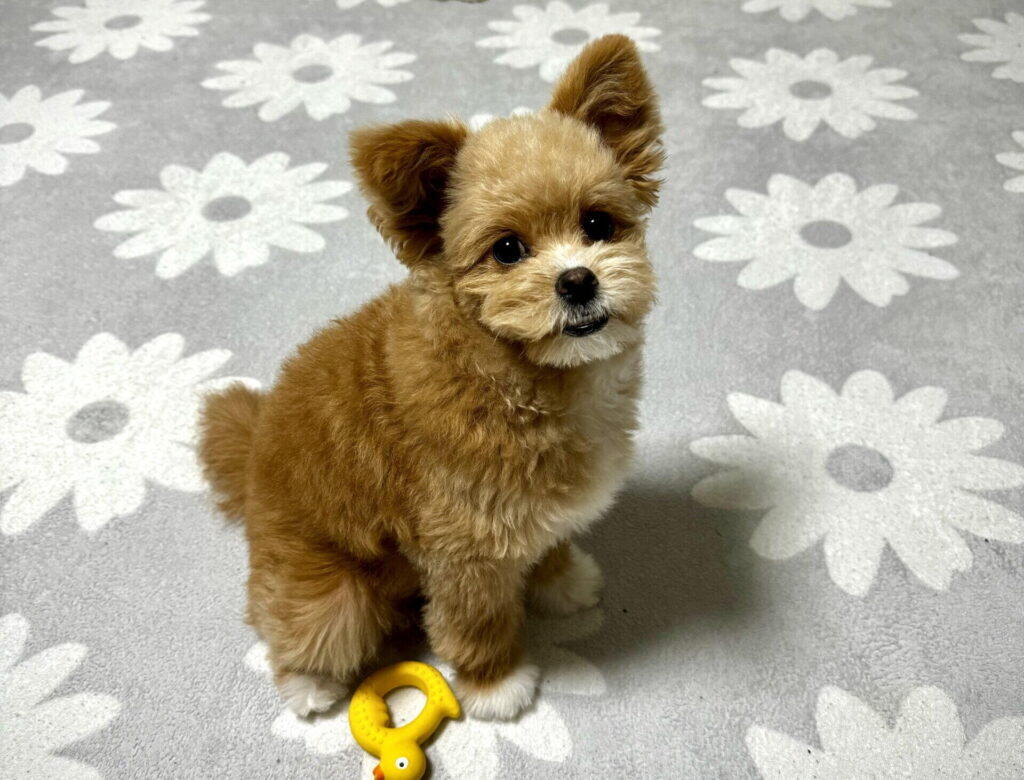 1歳前後——毛質が大きく変わるタイミング