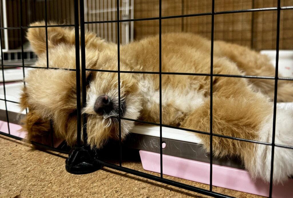 ポメプーの毛色は成長で変わる?退色の仕組みを解説