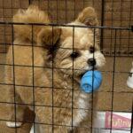 ポメプーの飼い始めに必要なもの15選！迎えた飼い主が本当に使ったグッズ