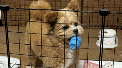 ポメプーの飼い始めに必要なもの15選！迎えた飼い主が本当に使ったグッズ