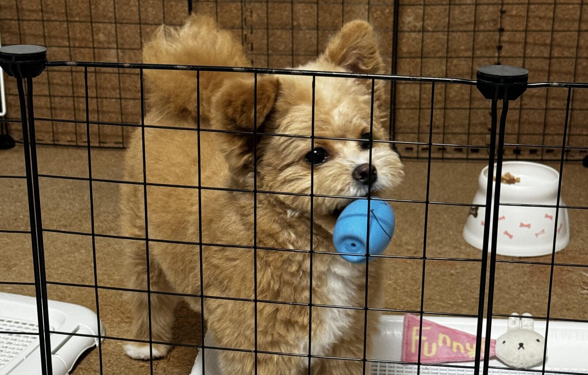 ポメプーの飼い始めに必要なもの15選！迎えた飼い主が本当に使ったグッズ