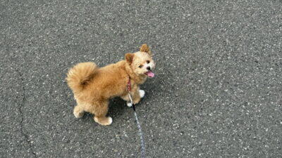 ポメプーのトイプードル寄りとポメラニアン寄り、違いを飼い主が本音で比較