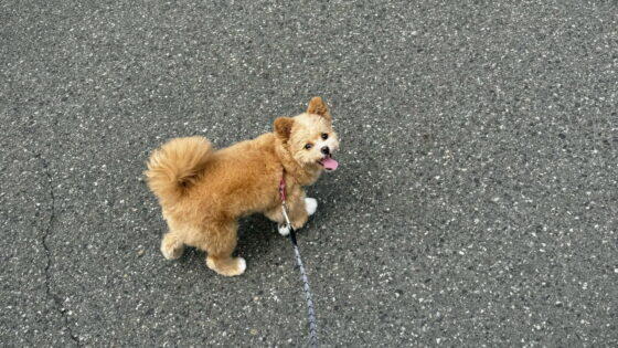 ポメプーのトイプードル寄りとポメラニアン寄り、違いを飼い主が本音で比較