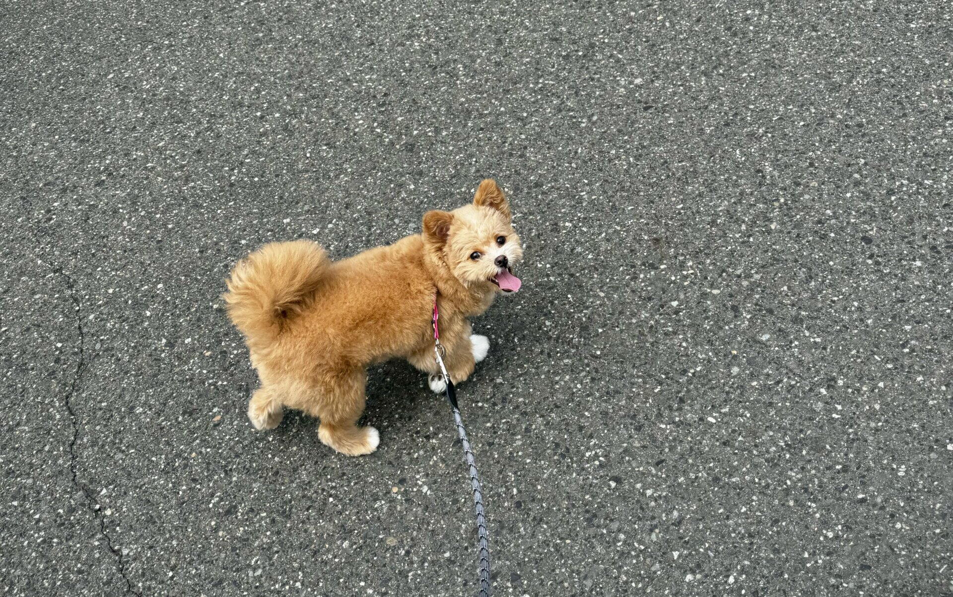 ポメプーのトイプードル寄りとポメラニアン寄り、違いを飼い主が本音で比較