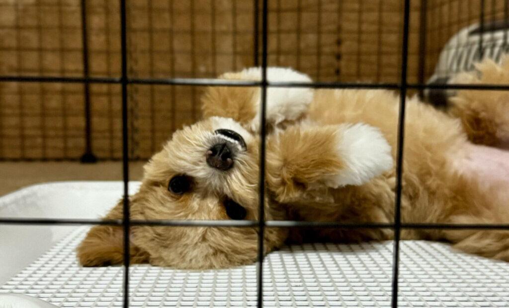 トイプードル寄りとポメラニアン寄りで性格は変わる?