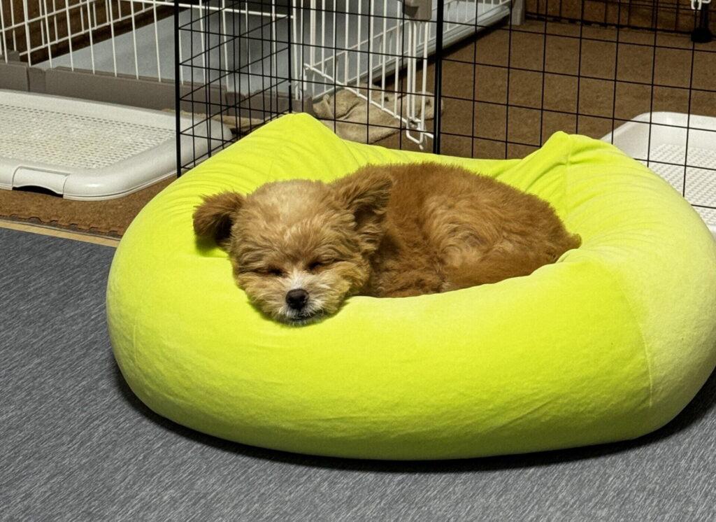 うちのポメプーの毛質は「中間タイプ」——パフィの場合