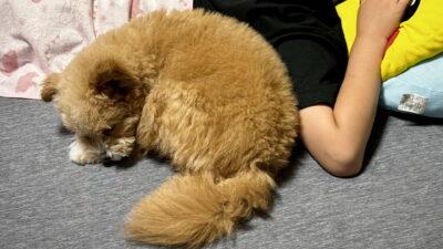 子どもと犬を飼う前に知りたい注意点 2年暮らした親の本音