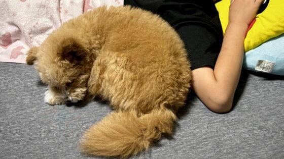 子どもと犬を飼う前に知りたい注意点 2年暮らした親の本音