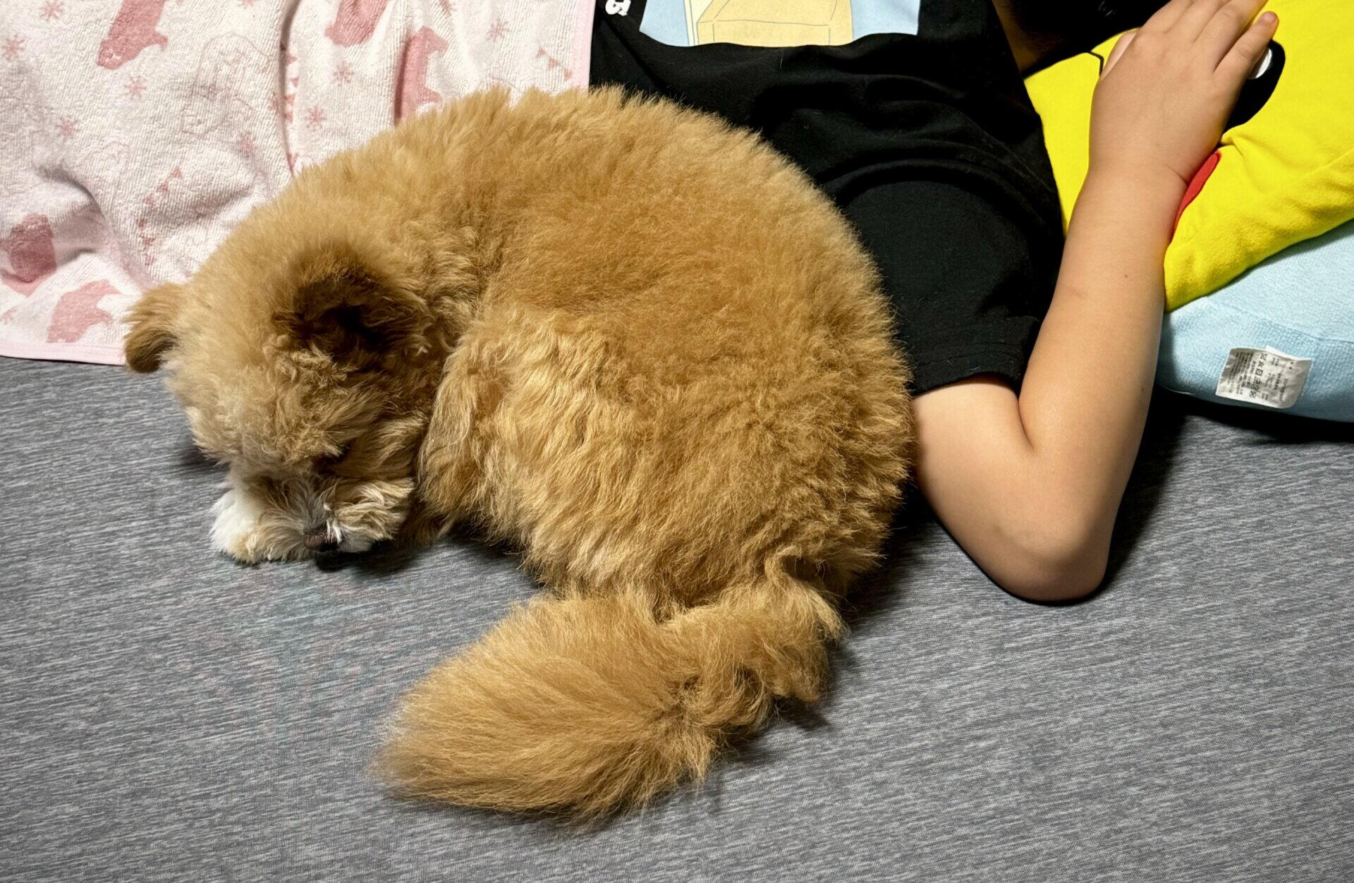 子どもと犬を飼う前に知りたい注意点 2年暮らした親の本音