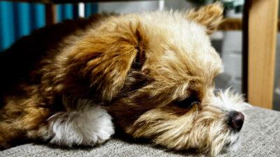 モグワンの口コミは本当？偏食ポメプーの飼い主が購入前に本気で調べた結果