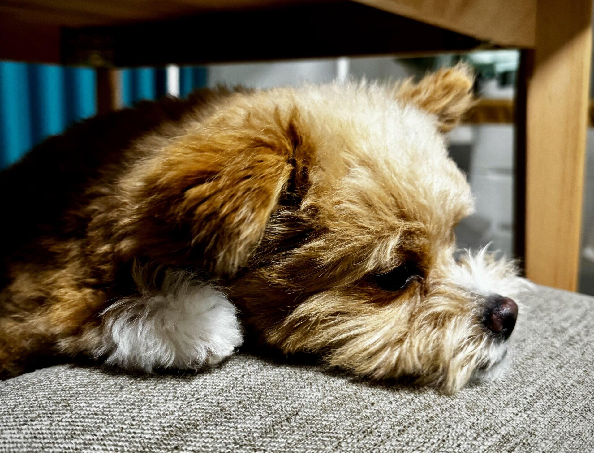 モグワンの口コミは本当？偏食ポメプーの飼い主が購入前に本気で調べた結果