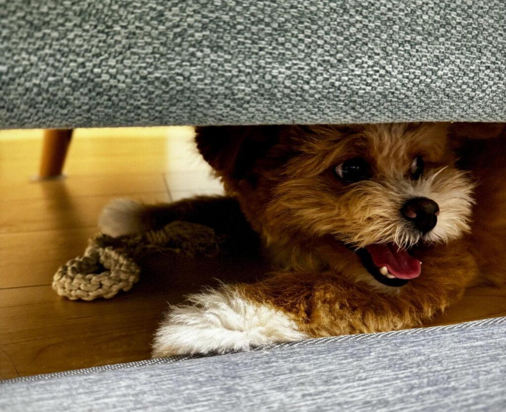 ポメプーをブリーダーから迎える際に確認すべき5つのポイント