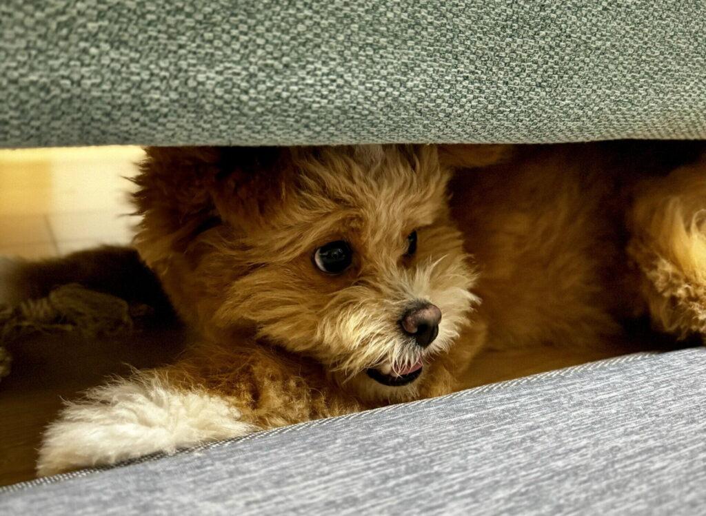 正直に言うと、飼い主の方が「分離不安」かもしれない