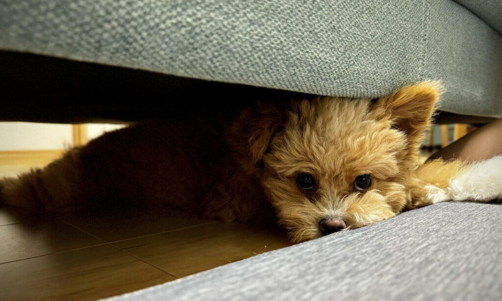 ポメプーのデメリットとは?飼い主が感じた7つの本音