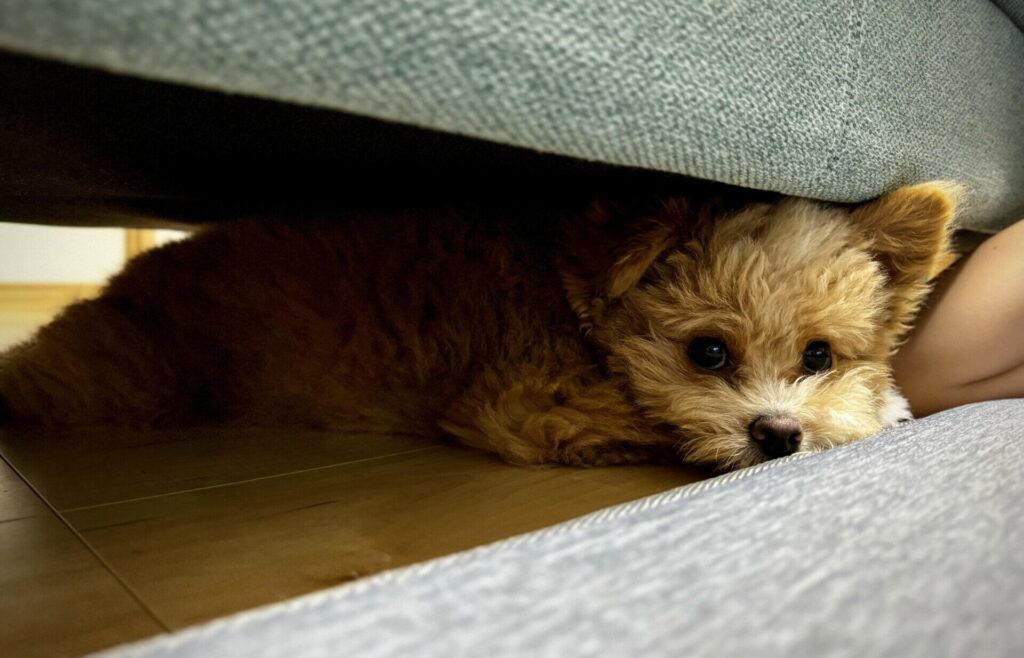 共働き・一人暮らしで犬を飼うための留守番対策