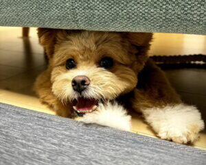 「ポメプーの成犬は可愛くない？飼い主が「むしろ可愛くなった」と断言する理由