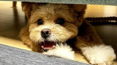 「ポメプーの成犬は可愛くない？飼い主が「むしろ可愛くなった」と断言する理由