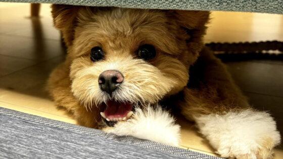 「ポメプーの成犬は可愛くない？飼い主が「むしろ可愛くなった」と断言する理由